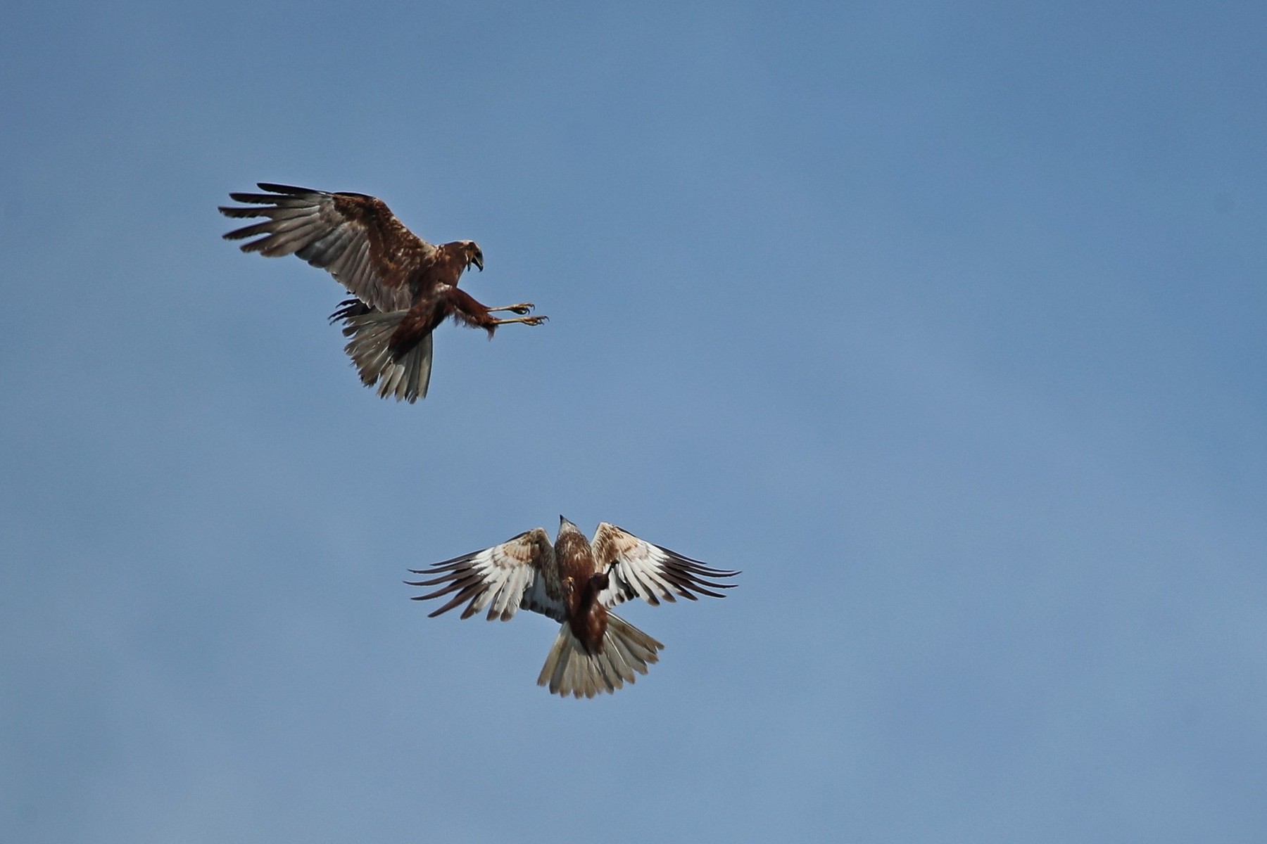 Falchi di Palude ( Circus aeruginosus )